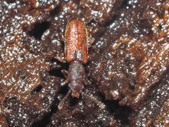 Silvanus unidentatus