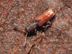 Silvanus unidentatus
