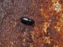 Cerylonidae