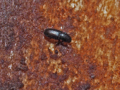 Cerylonidae