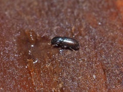 Cerylonidae