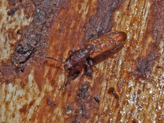 Silvanus unidentatus