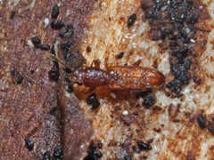 Silvanus unidentatus