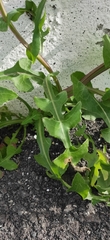Sonchus bourgeaui