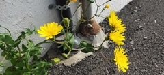 Sonchus bourgeaui