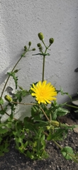 Sonchus bourgeaui
