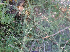 Chrysojasminum fruticans