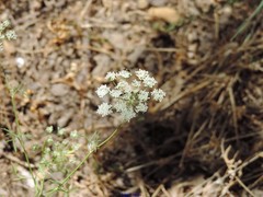 Conopodium subcarneum