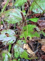 Veronicastrum stenostachyum