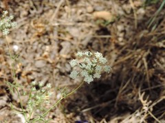 Conopodium subcarneum