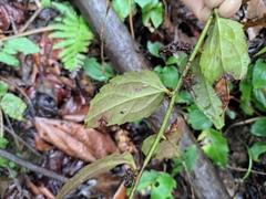 Veronicastrum stenostachyum