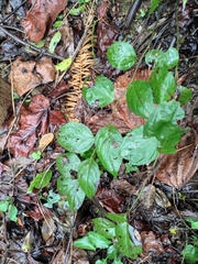 Veronicastrum stenostachyum