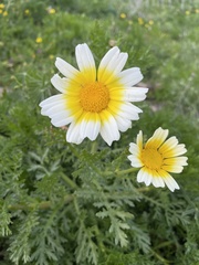 Glebionis coronaria discolor