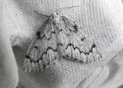 Nepytia pellucidaria