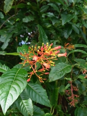 Palicourea padifolia