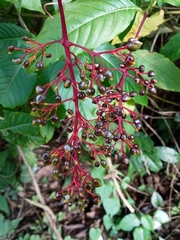 Palicourea padifolia