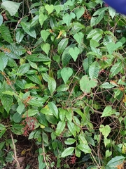 Palicourea padifolia