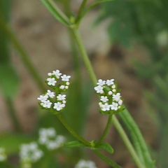 Valerianella dentata