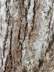 Toxicodendron radicans image