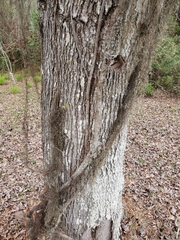 Toxicodendron radicans image