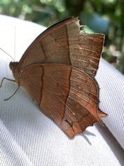 Taygetis rufomarginata