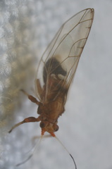 Bactericera antennata