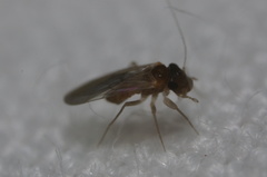 Nanopsocus oceanicus