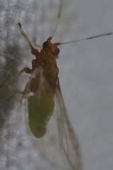 Bactericera antennata