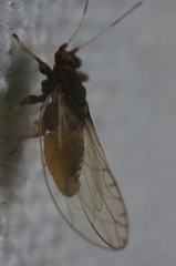 Bactericera antennata