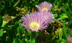 Carpobrotus aequilaterus