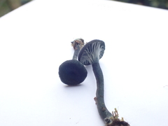 Arrhenia chlorocyanea