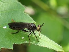 Eudioctria