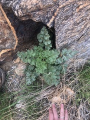 Phacelia pedicellata