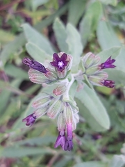 Anchusa undulata