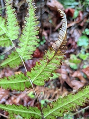 Pteris fauriei