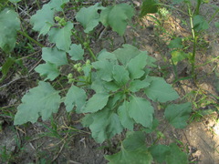 Xanthium orientale riparium