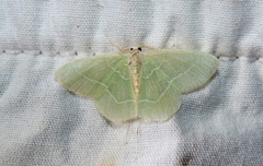 Nemoria rubrifrontaria