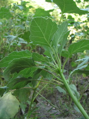 Xanthium orientale riparium