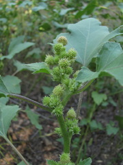 Xanthium orientale riparium