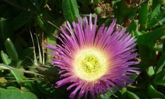 Carpobrotus aequilaterus