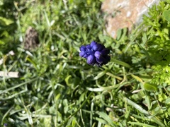 Muscari commutatum