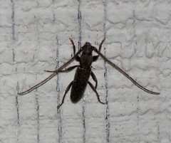 Geropa concolor