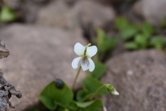Viola macloskeyi