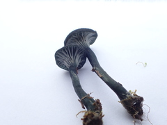 Arrhenia chlorocyanea