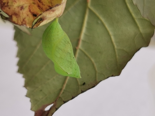 Margasis satyras nuotrauka