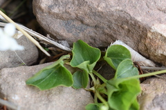 Viola macloskeyi