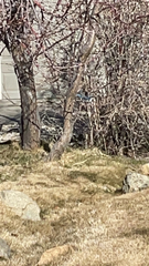 Aphelocoma californica