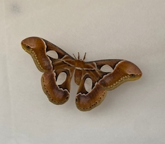 Rothschildia arethusa