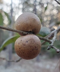 Disholcaspis quercusomnivora