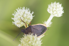 Euschistus sharpi